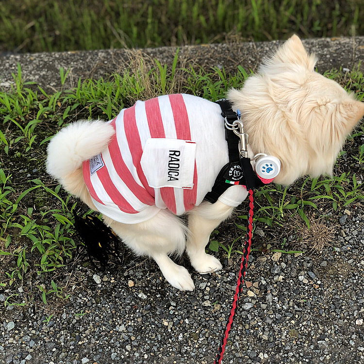 おはようございます☀
小雪は今朝も元気いっぱいお散歩してきました🎵🐶
なかなか美しいフォームで💩してスッキリ✨