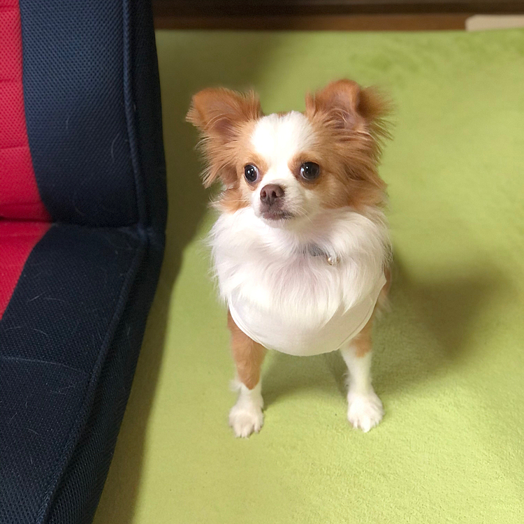 小春はめちゃ早起き🎵🐶
目覚まし⏰が鳴る前に起こさないで〜😂