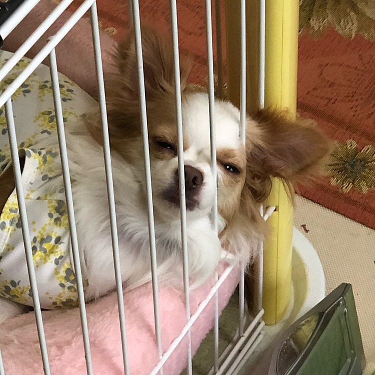 数日前の朝。
着替えて仕事へ行こうとしたら…
ブッサイクな顔で見送ってくれました🤣