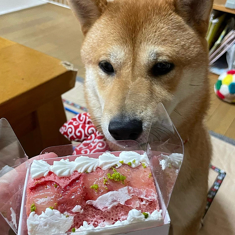 5.25まる1歳になりました👏🏻
プレゼントももらってケーキも食べて…
夜ご飯はハンバーグ定食🎀
