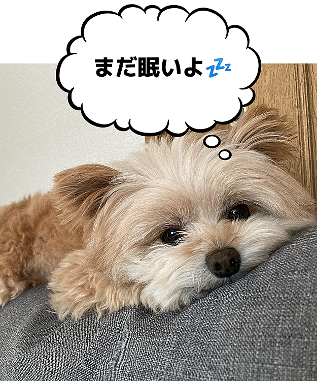 朝だけどまだ眠いよー💤
