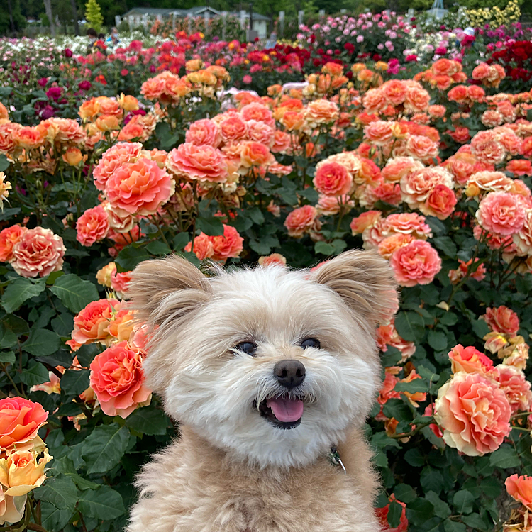 お散歩中に素敵な薔薇発見👀