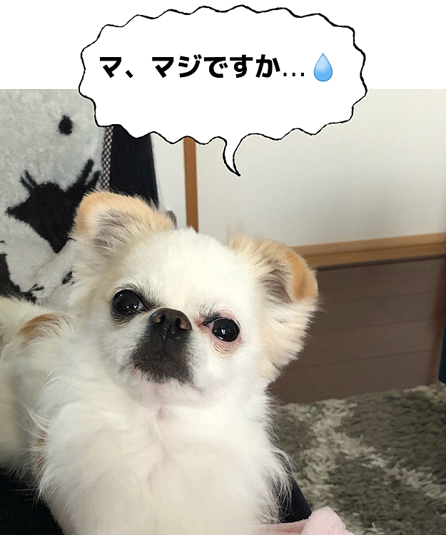 マジです✨
狂犬病のお注射💉頑張ろうね❣️
ついでにフィラリアもね😉