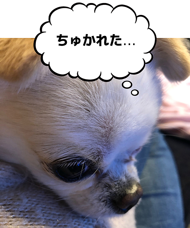 ポコちゃん疲れたね💦
今日はゆっくり休んでね🐶💤