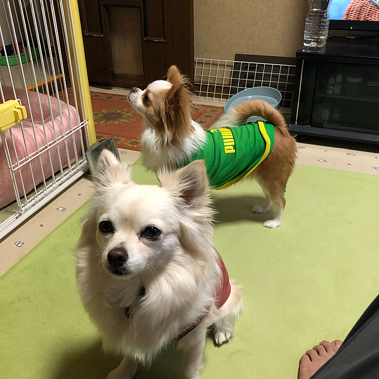 おはようございます☔️
今朝は雨が降っててお散歩へ行けません💦
小雪＆小春はお家🏠で遊ぼうね🐶🐶
