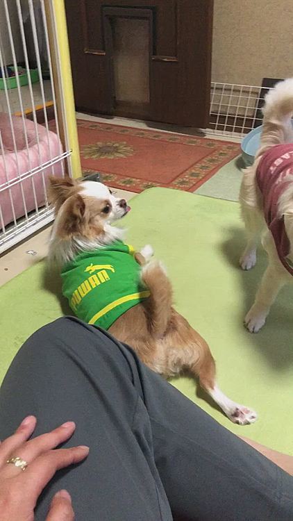 小雪はボールやオモチャを持ってくるとオヤツ貰えます🎵
小春は取りに行かず、小雪がボール持ってくるのを待ちます🐶
で、シレ〜ッとお座りしてオヤツをGETする作戦です🤣
