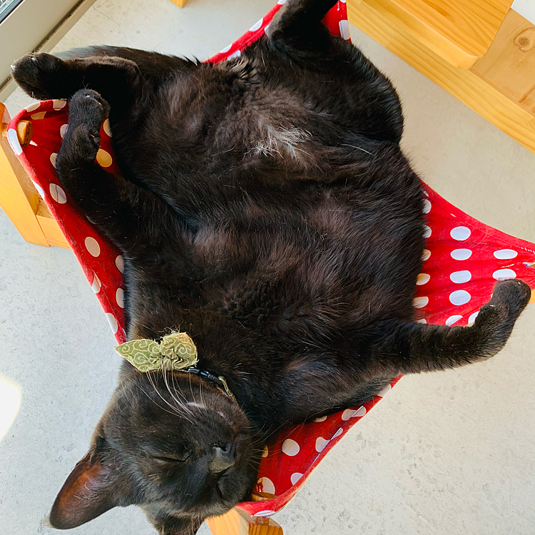 爆睡中💤(=^x^=)