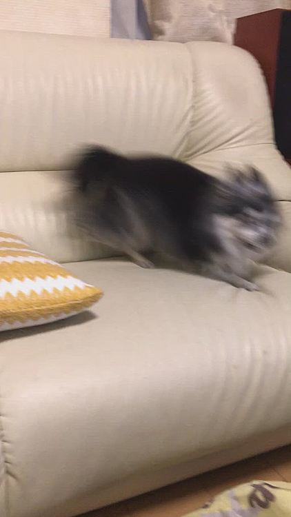 マロ、ベルのクッションで遊びたくてワンワン😅
ベル〜貸してあげてよ〜💦😂


