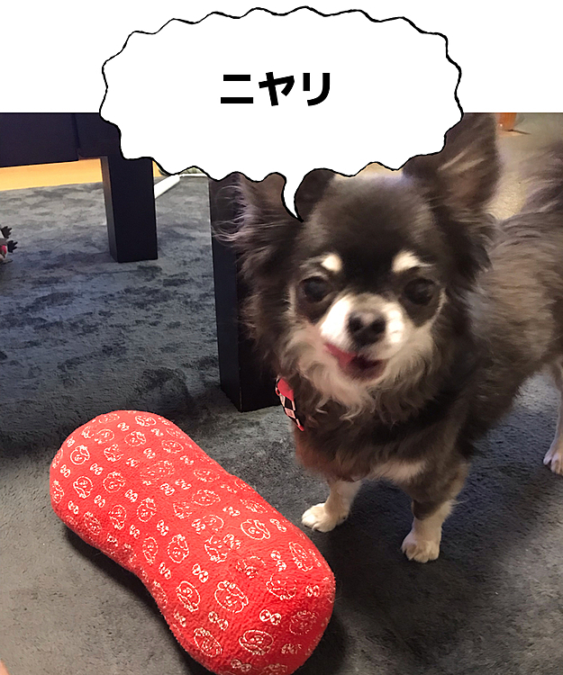 マロには貸さない！と、私に持って来た😅
悪い顔してるなぁ〜😂