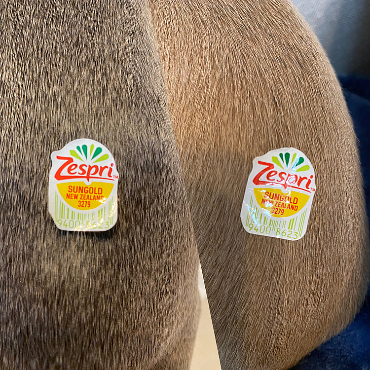 やってみたかった『イタグレあるある🥝』