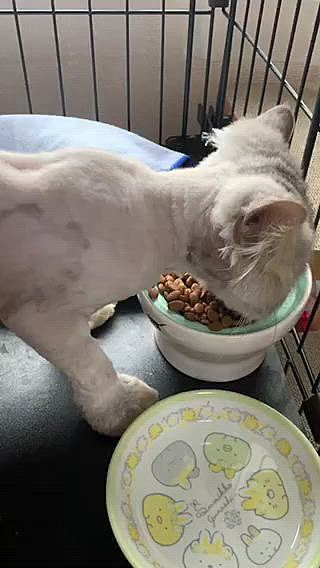 今日ももりもり食べてます(*´︶`*)