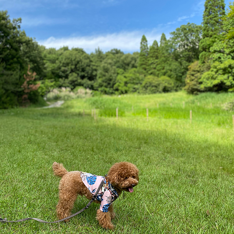昨日は25度で爽やかな晴天☀️
窓全開の家の中では寒いくらいでした😉
翌日は大雨予報なのでロング散歩です🐾