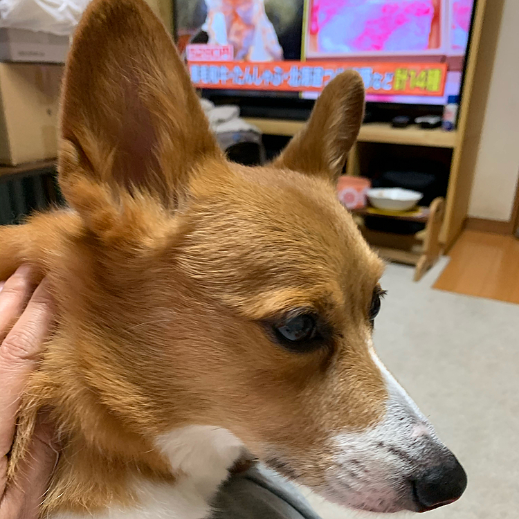 こちらは10年後のマーチさん😆
同じアングルで撮ってみたけど、顔も倍くらい長〜〜くなって大きくなりました💓甘ちゃんは変わりません😅
10年間毎日毎日わたし達を楽しませてくれて、幸せをくれました✨✨
