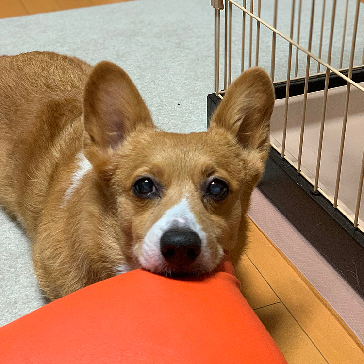 まだまだ元気元気💪
これからはわたし達がマーチに恩返しする番かなぁなんて思っています💓
マーチが気持ちよく暮らせるように、身体に気をつけて楽しいことたくさんしようね、ありがとうマーチさん😊