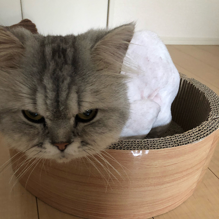 皮膚炎にもなっていたのでお薬増えてしまいました。
下痢と皮膚炎と抗生剤のお薬3つのむことになりましたが、嫌がらずに全部食べてくれました！
外耳炎は治ってましたがもう一度お薬してもらいました！

保護してくれた方のところでもお薬しっかり食べてくれたと報告が(*´︶`*)ふーちゃん偉いです！

今日の夕方引渡しに行ってきました。
ふみふみして甘えてくれたことを思うと悲しいです。2週間かけて甘えん坊がもっともっと甘えん坊になったのに。
先住猫のハルちゃんを優先しないとなので本当に申し訳ないです。