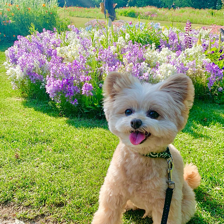 お花綺麗だね💐