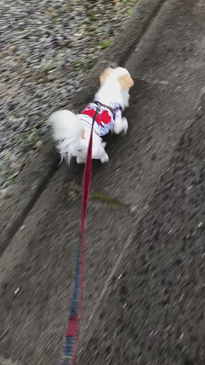 仕事行く前に夕散歩🐕🐾
雨がポツポツしてましたがお散歩決行しました❗️
ポコちゃん巻きでいくよー🐕💨💨
💩2回済ませ段々雨も強くなってきたので抱っこして帰りました🏡
昨日はママとバトルして抱っこ嫌がったのに今日は素直に抱っこされましたよ😄