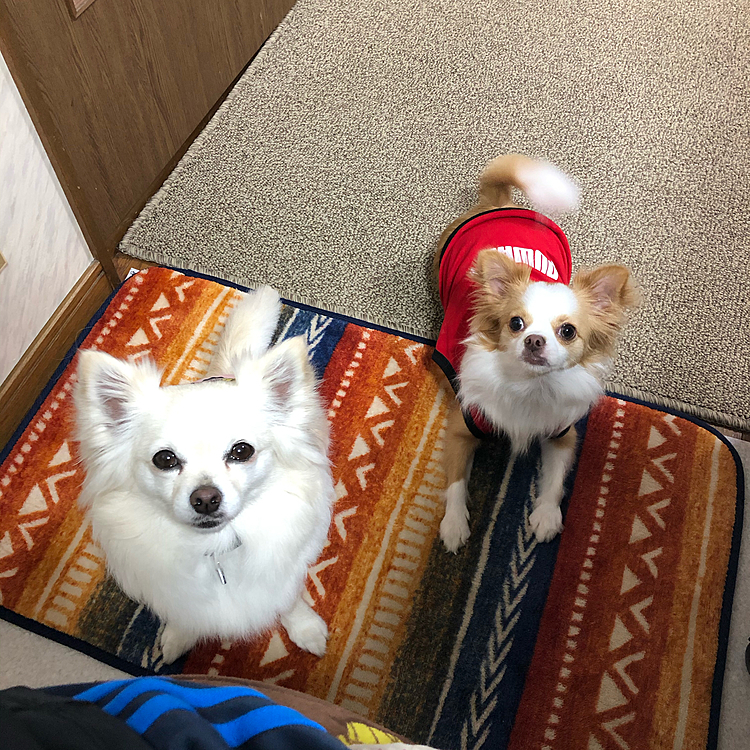 おはようございます☁️
小雪は今朝も元気いっぱいお散歩してきました🎵🐶
お友達のショコラちゃん(キャバリア)に会ったね💕

お散歩から帰宅したら、小春が玄関までお出迎え🎵🐶
オッサンと一緒に一階へ来てたのね😂

小雪＆小春、2人して私のパン🍞を狙い撃ち🎯
やめてくださ〜い🤣