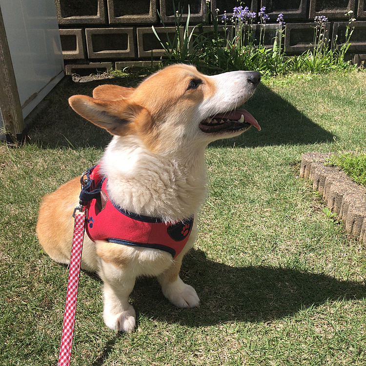 おはようございます😃
季節の風を感じるまあるです🤣笑笑
２日前の散歩後の写真💦
その後は雨ばかり☔️
