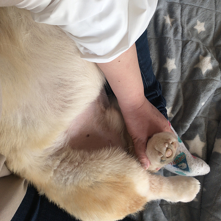肉球の毛のカットの刑でした😃
ワクチン終わったけど、まだ狂犬病のお注射してないのでトリミング行けず💦
脱毛から全ての接種がずれ込んでしまいました。そろそろ狂犬病行けるね😃
