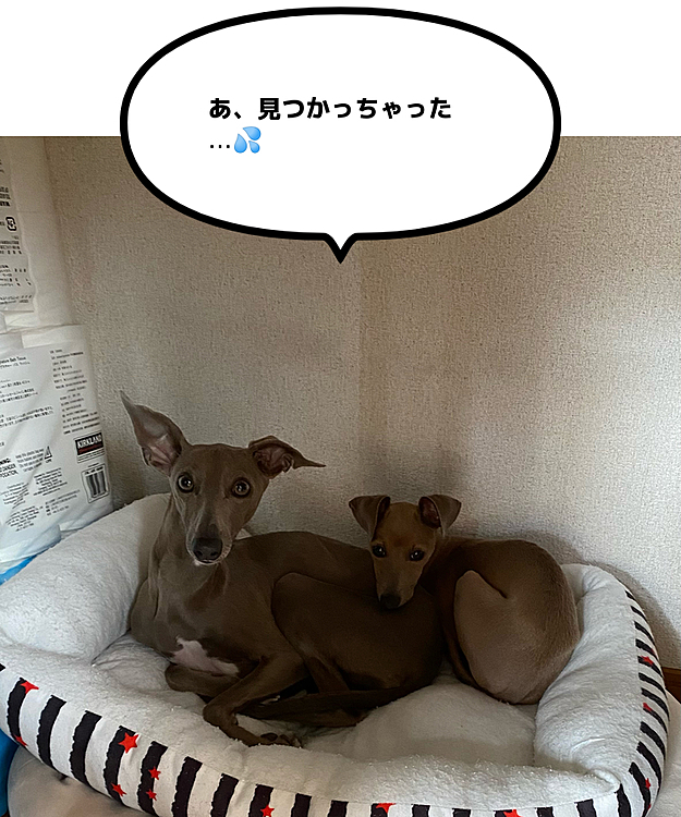 今朝、リビングに姿が見えないのでがないので探してしまった。
隣の部屋のクローゼットに隠れてました😂
秘密基地⁈
それは洗濯済みのベッドです。
汚さないで下さいね😌
