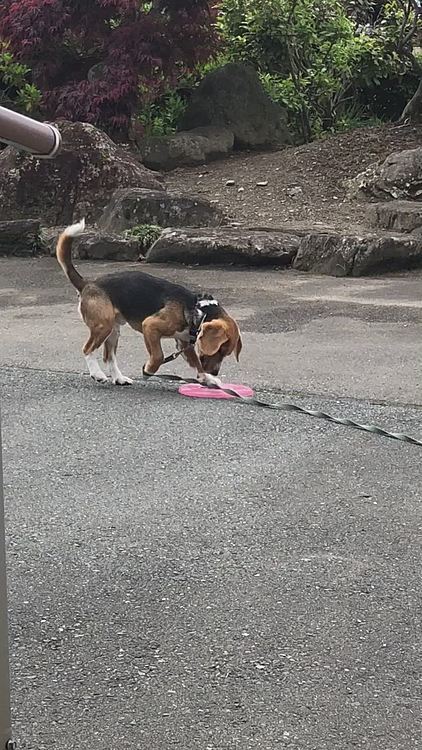 🥏取れない‼️
取れない取れない‼️‼️🐶🧢
そうなったら取れないよね〜😅