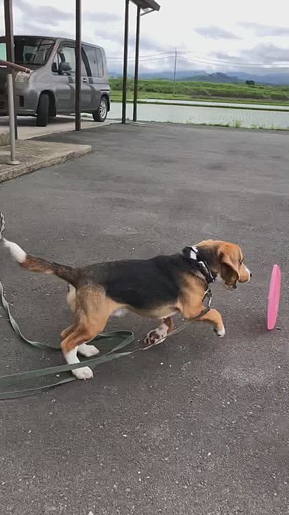 🥏取れないから怒ったマックス🐶🧢💢💢