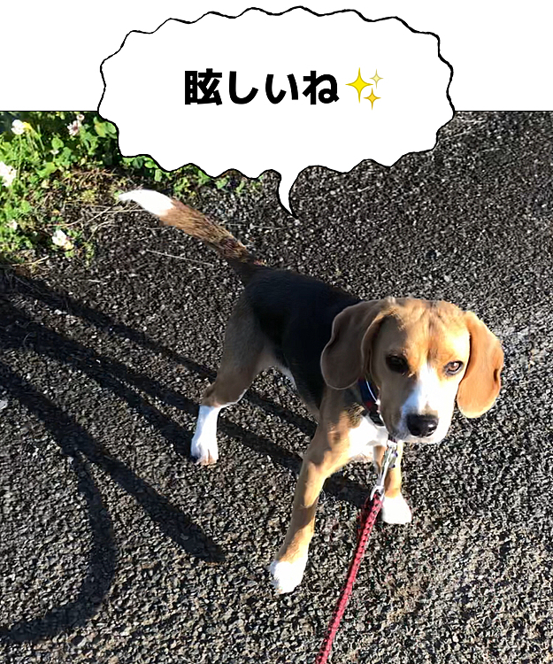 一昨日の朝、お天気良くて元気にお散歩🐾