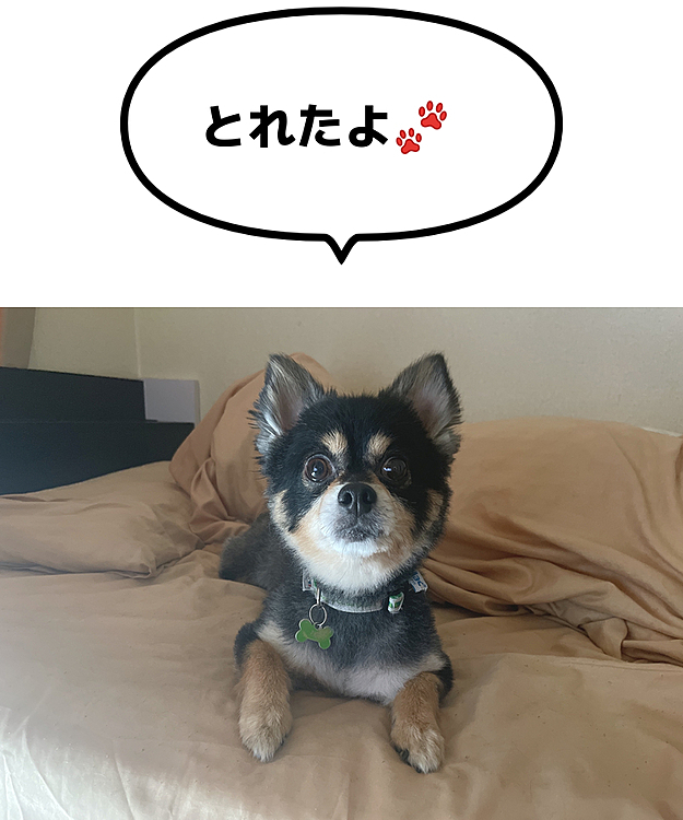 
肉球ガム事件🐾

お騒がせしました！
無事とれました😊🙏🎉

世の中のポイ捨てがなくなりますように🗑

そして雨上がりのお散歩へ🐯⭐
今日はオトモダチ🐶には会えなかったのですが

おねえさんに会って
とらくんナンパしに行ってました🤣

小さく可愛いナンパにおねえさんも笑ってました😊🔆笑

