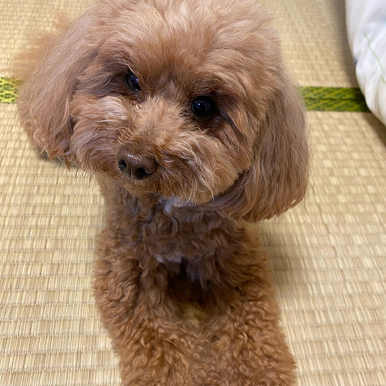今日は狂犬病の予防接種をしてきました🐶