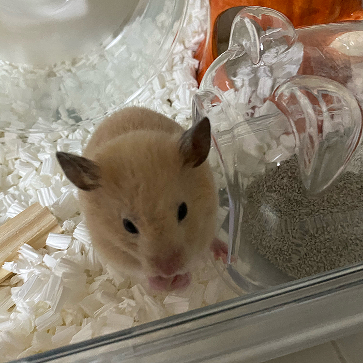 ハムぞうにひまわりの種🌻あげました