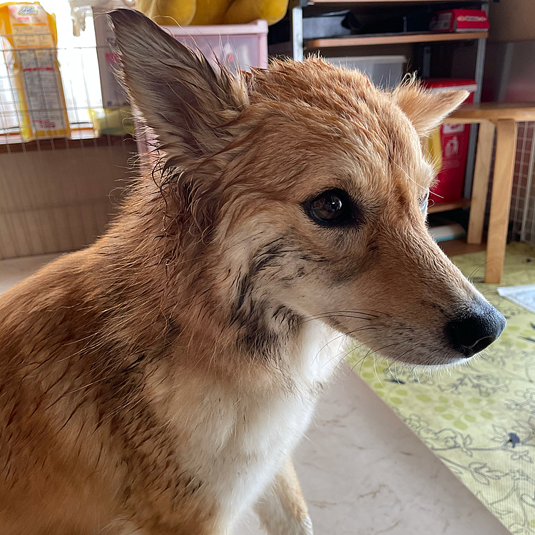こんばんは🐶
今朝のララです🤣
散歩後、庭でサンと遊んでいたら、こうなりました😂