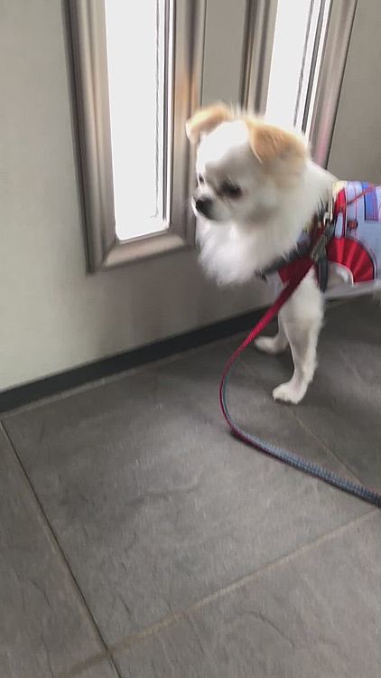 朝からずっと雨でしたがお昼近くになってようやく止んでくれたんでいざお散歩へ🐕🐾
キュンキュン鳴く声昨日より撮れました😆💓