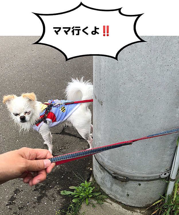 どうすんのさ❗️これ😅
ちょいとお待ち‼️
ポコちゃんお顔またビショビショ🤣