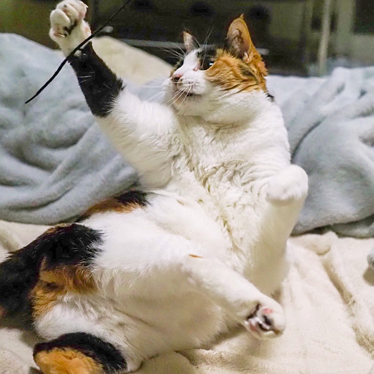 パンチキックにゃ