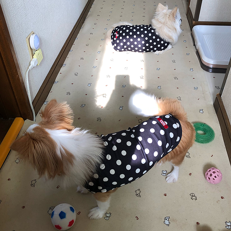 おはようございます⛅️
小雪は今朝も元気いっぱいお散歩してきました🎵🐶
帰り道でお隣のはっちゃん(柴犬)に会ったね✨😆

小春は早朝から💩でる舞を披露してくれました🎵🐶
それからはボールだ❣️オモチャだ❣️とワチャワチャ遊んでました🤣
