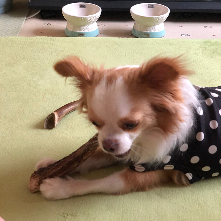 小春はご飯食べて、鹿の角でデンタルケア🦷
しっかり手に持ってカジカジ✨😊