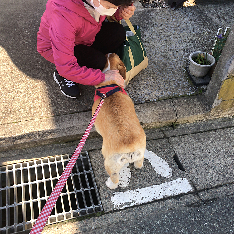 夕方のお散歩では、ご近所のおばさまに。。
まあるちゃん❤️あんたお利口さんだねー😃
可愛いねー❤️と言われ続け変に懐いてる魔あるです😃ワンコよりも人が好き❤️