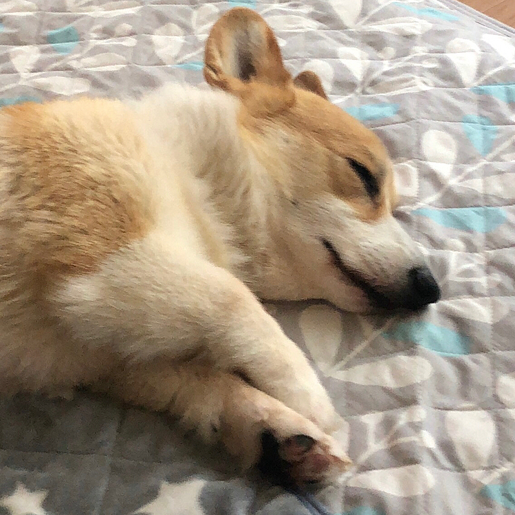 そして。。寝る😃
幸せそうだなぁ😃