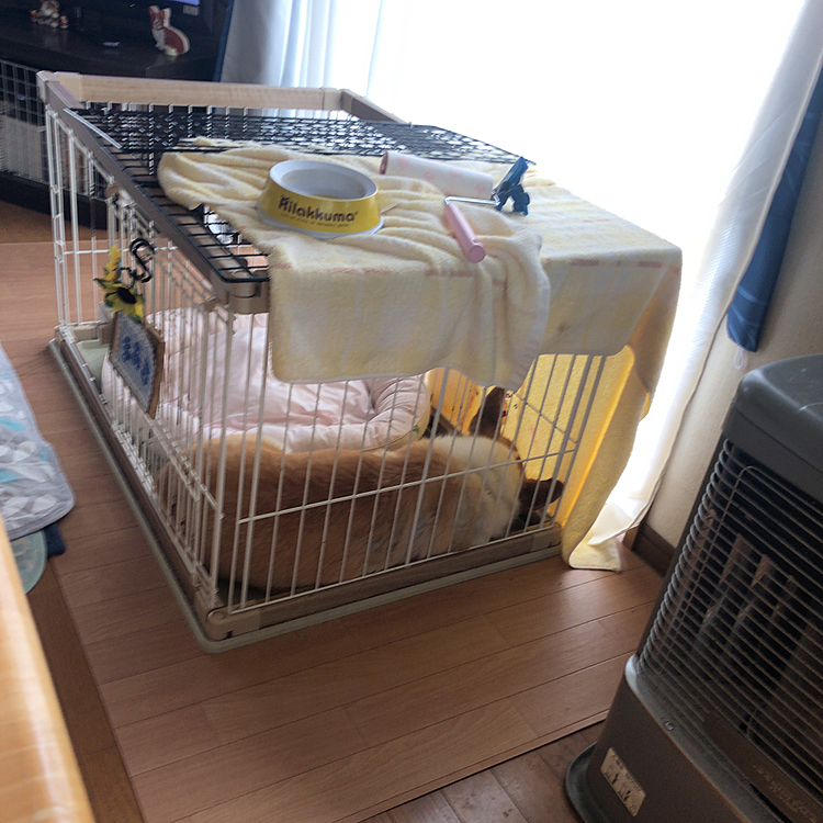 気がつくとハウスで寝てる🤣
日中でも眠りを邪魔されたくない時は自らハウスにインします🤣
やはり、お利口さんなのか？君🤣
でも昨日の夜、遊びに興奮しておかーたん。。少し手首噛まれました🌀
怒られて反省してたまあるです。