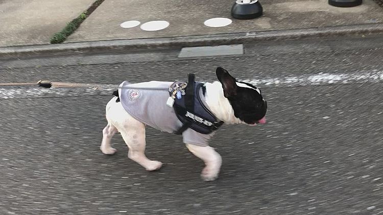 お家のベランダにいる🐶からワンワンされて、スイマセン とっとといなくなりますんで💦と足早に去るまろです😅