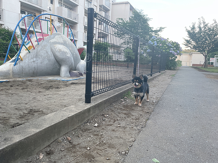 
森林公園からミニ公園へ🌳🦖✨

団地内にある小さい公園です😊
とらくんは森林を抜けて
このミニ公園へのルートを完全に覚えております🤣

