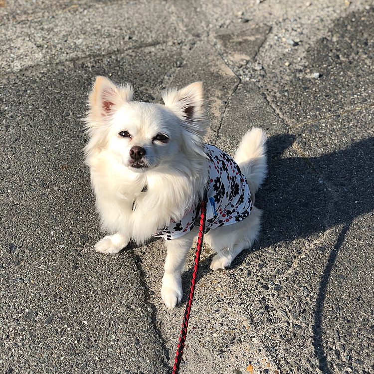 おはようございます☀
今日も朝からいいお天気です✨

小雪は今朝も元気いっぱいお散歩してきました🎵🐶