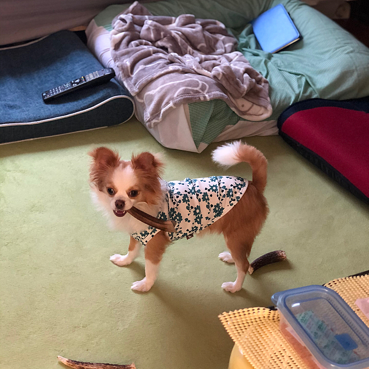 小春は千本ノックしてからご飯🎵🐶
ペロッと完食してからの〜

マフィアのBOSS🤣