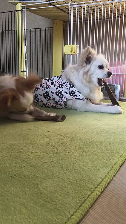 並んで鹿の角をガジガジ…
2人ともお手手が可愛いのぉ💕☺️