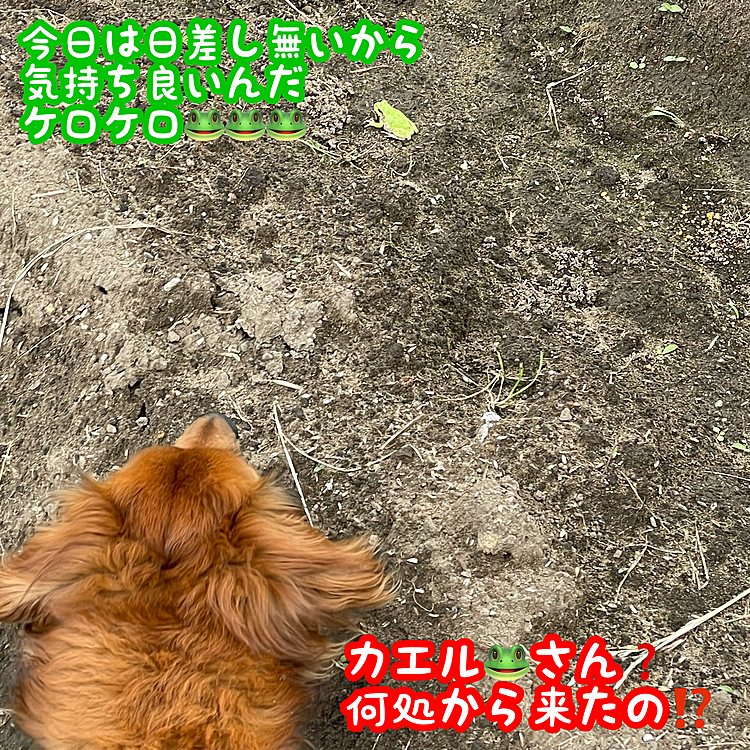 昨日のザリガニさんみたいに噛み付いちゃダメだょ~~~😓💦💦💦