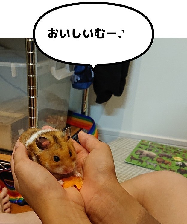 かなりヤンチャなむーちゃんは、なかなか手乗りができませんでした😢

１年すぎてやっと手乗りが出来るようになって、昨日は初めて手乗りで食べました‼️
やったー！🌈
