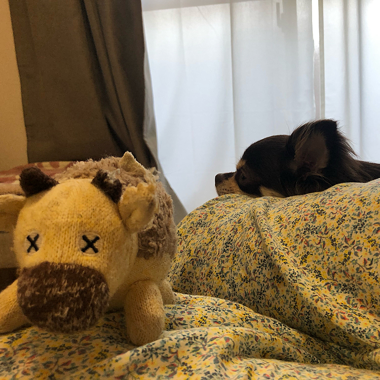 ふと足元も見れば…膝の上に置いてある人形…その後ろで不貞寝する犬💦
上手に置いたなー、人が置いたみたい。



携帯をみててごめんよー、と言いつつ、相手はせず🤣
