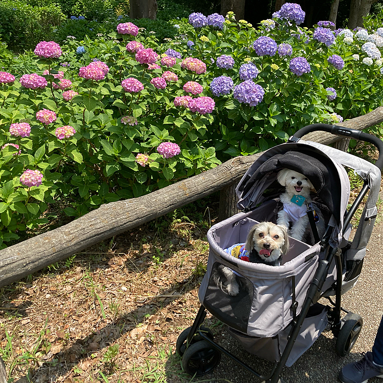 近所の公園にて、紫陽花が綺麗に咲いていました。