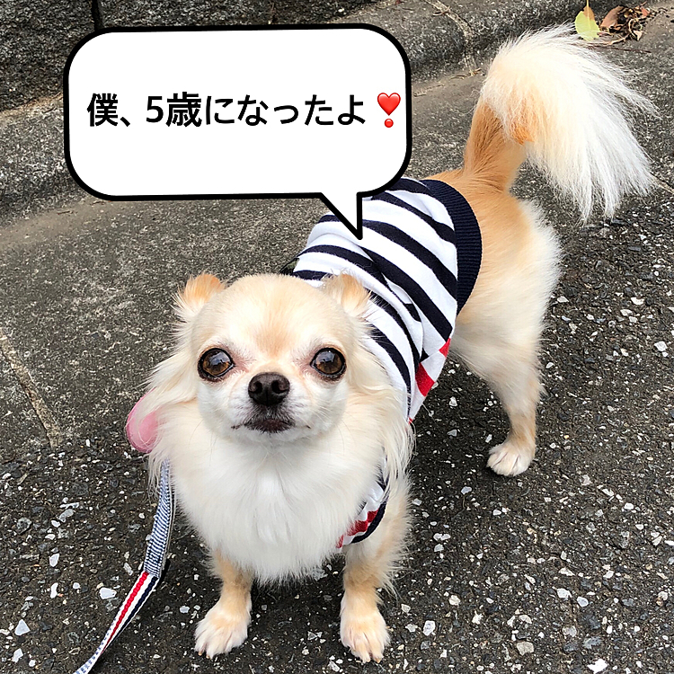 2021.5.30(日)
こんばんは⭐️
今日は、くうの5歳のお誕生日です🎉🎂
特に変わった事はしませんでしたがこれからも元気で過ごしてほしいです😊